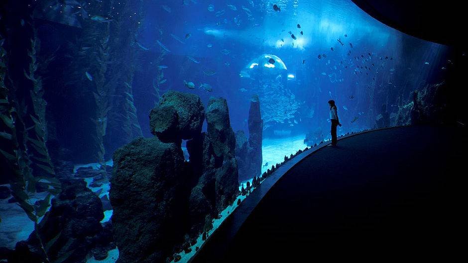 Tour Las Palmas Botanical Garden - Volcano - Poem of the Sea Aquarium