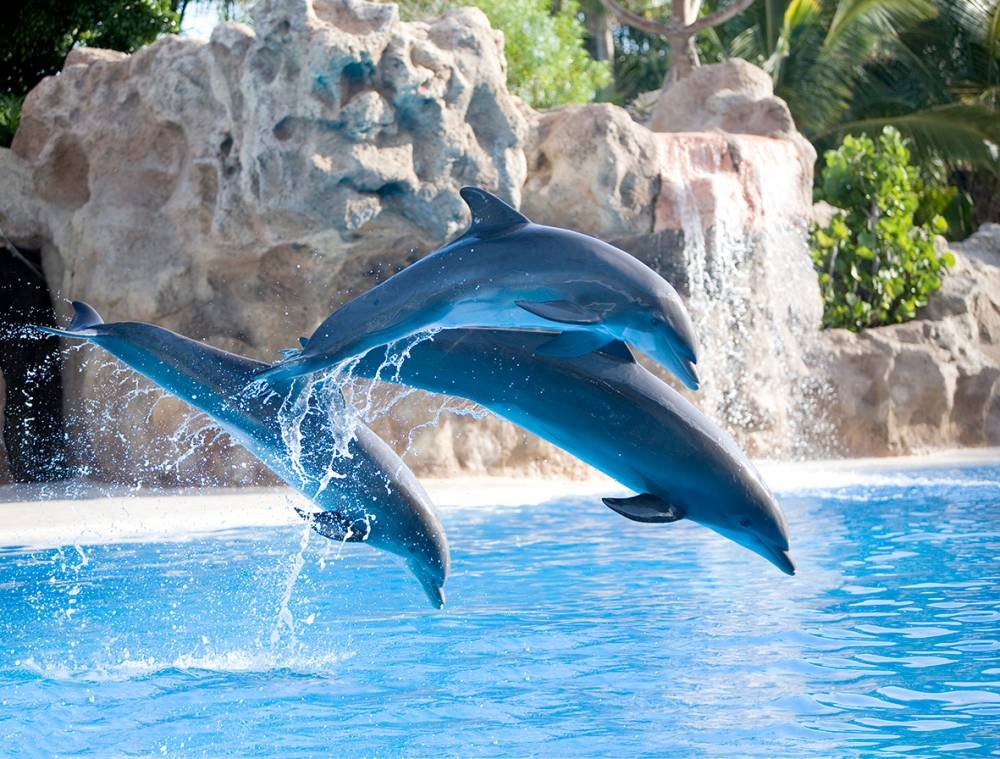 Excursions Gran Canaria Tenerife and Loro Parque